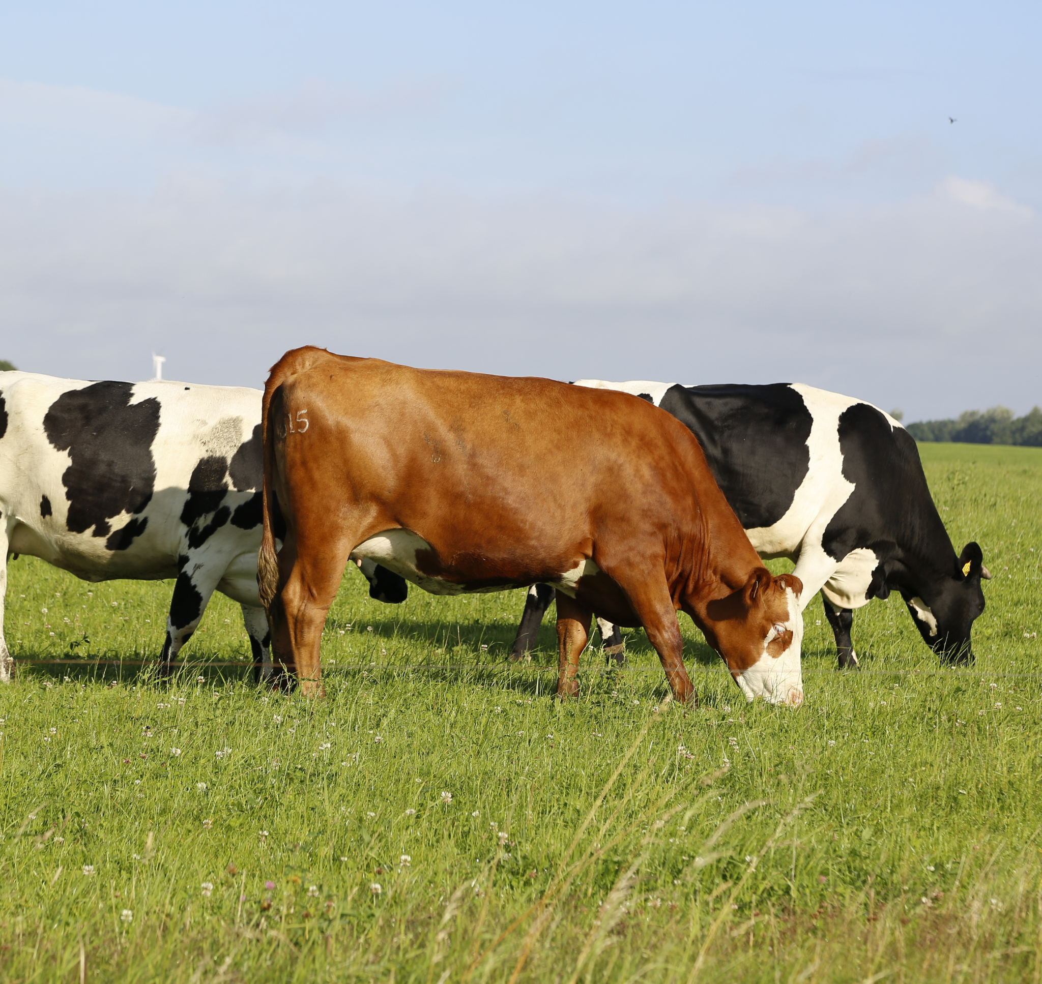 You are currently viewing THE RISING COST OF KEEPING DAIRY FARMS RUNNING